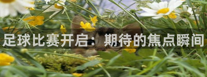 足球比赛开启：期待的焦点瞬间